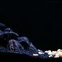 29 gallons freshwater fish tank (mostly fish and non-living decorations) - The Black Landslide