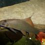 freshwater fish - epalzeorhynchos bicolor - redtail shark stocking in 90 gallons tank - red tail shark in detail