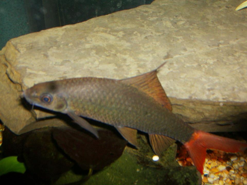 freshwater fish - epalzeorhynchos bicolor - redtail shark stocking in 90 gallons tank - red tail shark in detail
