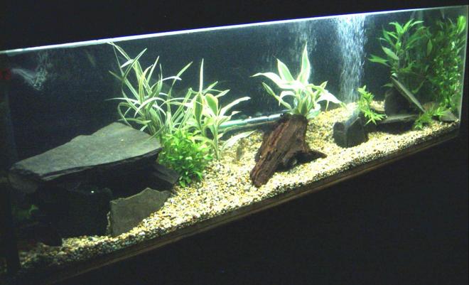 90 gallons planted tank (mostly live plants and fish) - 4ft tank built into the wall