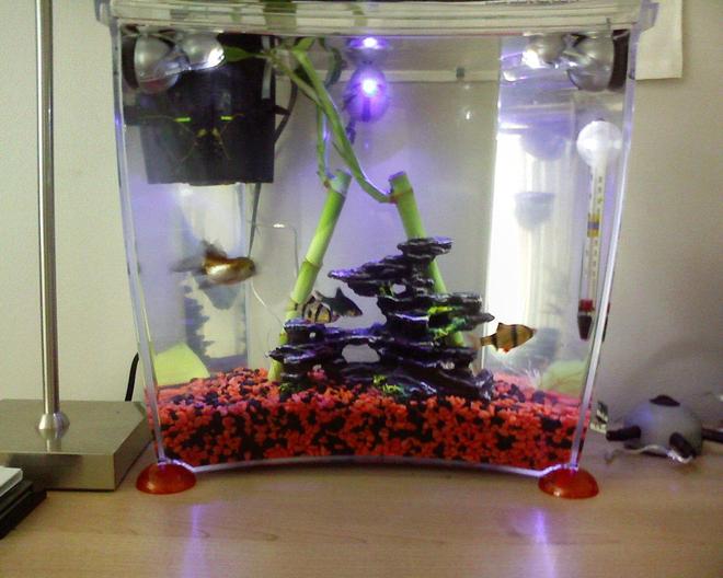 3 gallons freshwater fish tank (mostly fish and non-living decorations) - Sorry its just a cellphone pic
