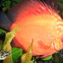 freshwater fish - symphysodon sp. - red marlboro discus stocking in 125 gallons tank - Marlbor Red, Symphysodon aequifaciatus Dwarf puffer, also known as the pea puffer