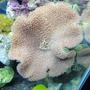 corals inverts - sarcophyton sp. - toadstool mushroom leather coral stocking in 37 gallons tank - Toadstool with adopted basket star