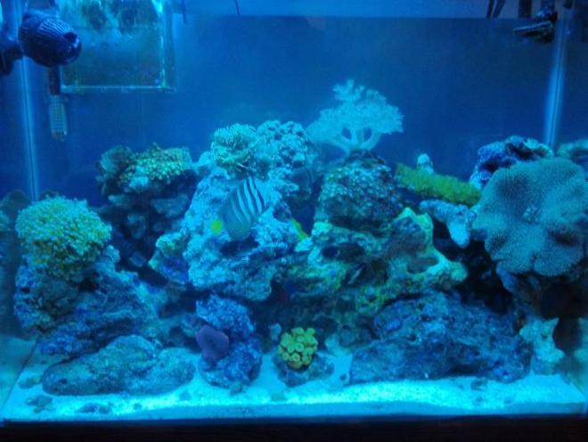 37 gallons reef tank (mostly live coral and fish) - full tank