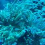 corals inverts - euphyllia glabrescens - torch coral stocking in 37 gallons tank - Torch