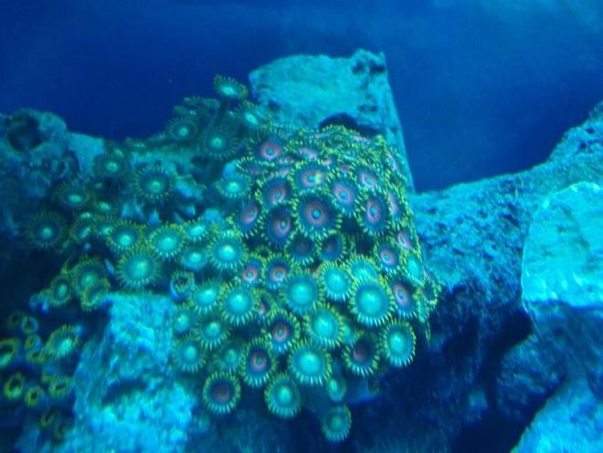 corals inverts - zoanthus sp. - button polyp, pink stocking in 37 gallons tank - zoa