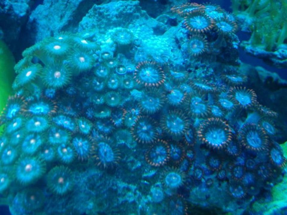 corals inverts - zoanthus sp. - starburst zoanthids stocking in 37 gallons tank - zoa