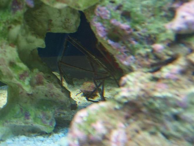 corals inverts - stenorhynchus seticornis - arrow crab stocking in 37 gallons tank - Arrow crab