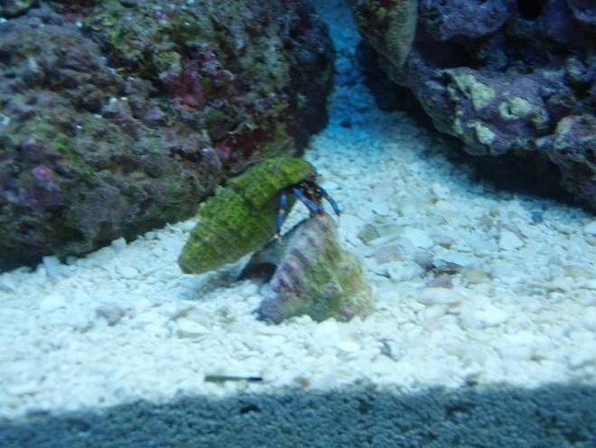 corals inverts - calcinus laevimanus - dwarf zebra hermit crab stocking in 37 gallons tank - Mount everest