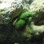 fish tank picture - emerald crab