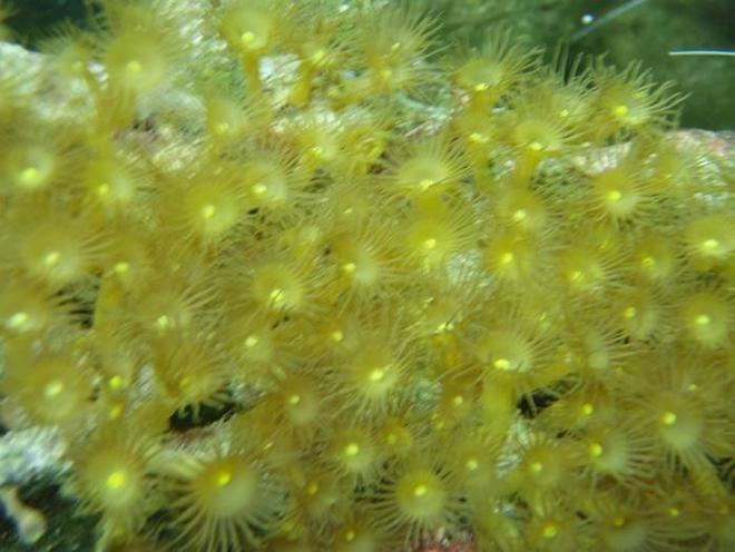 corals inverts - undescribed zoanthid - colony polyp, yellow stocking in 37 gallons tank - Yellow polyps