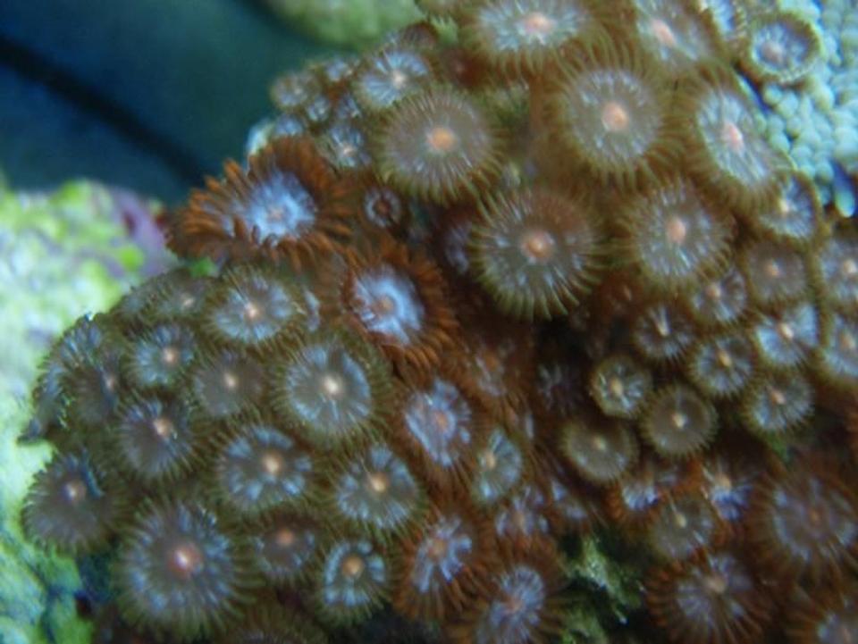 corals inverts - zoanthus sp. - starburst zoanthids stocking in 37 gallons tank - Zoa's again