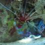 corals inverts - neocaridina denticulata sinensis - red cherry shrimp stocking in 37 gallons tank - shrimp