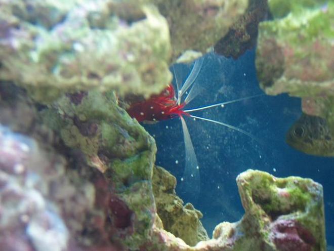corals inverts - neocaridina denticulata sinensis - red cherry shrimp stocking in 37 gallons tank - shrimp