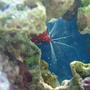 corals inverts - neocaridina denticulata sinensis - red cherry shrimp stocking in 37 gallons tank - shrimp