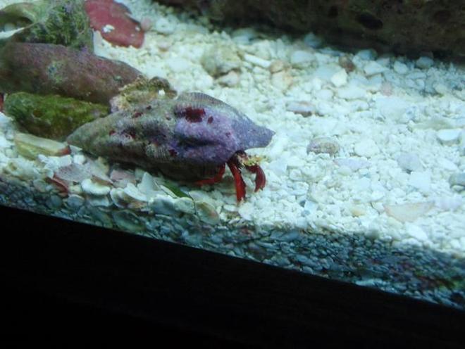 corals inverts - paguristes cadenati - scarlet reef hermit crab stocking in 37 gallons tank - red leg
