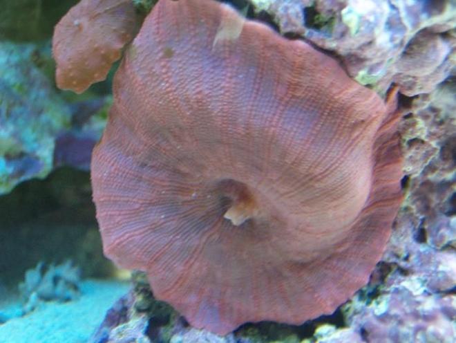 corals inverts - actinodiscus sp. - red mushroom stocking in 37 gallons tank - Red Shroom