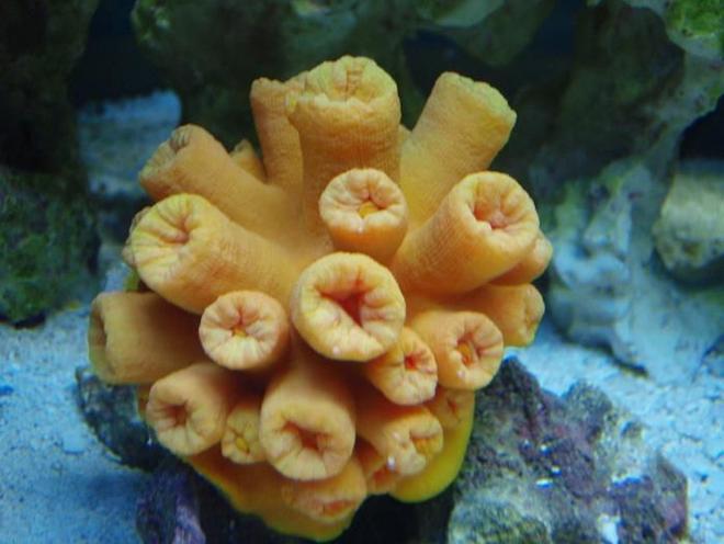 corals inverts - tubastrea sp. - tube coral stocking in 37 gallons tank - sun coral