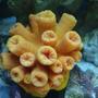 corals inverts - tubastrea sp. - tube coral stocking in 37 gallons tank - sun coral
