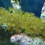 corals inverts - zoanthus sp. - yellow polyps stocking in 37 gallons tank - Yellow polyps