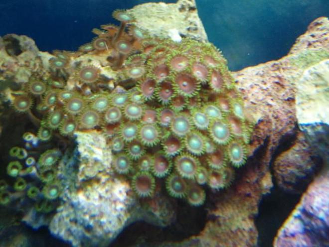 corals inverts - zoanthus sp. - atomic green zoanthids stocking in 37 gallons tank - Zoa's