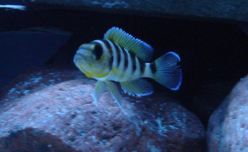 Rated #1482: Freshwater Fish - Neolamprologus Sexfasciatus - Gold Sexfasciatus Cichlid Stocking In 125 Gallons Tank - Gold Sexfasciatus Cichlid