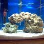 fish tank picture - this is my 1 month old SW nano tank. the tank is a eclipse 3 gallon system with a aquaclear mini filter, heating i have a theo hydro, 5 pounds of live rock and all live sand and 4 pounds, about 1.5 to 2 inches deep, there are 3 snails and a few small star fish that live in the rocks when i got the rocks and im thinking of getting some coral but i want to try my luck with fish first, thinking of getting a small clown, but im going to wait about 1 more month so the tank has had time to cycle really good.