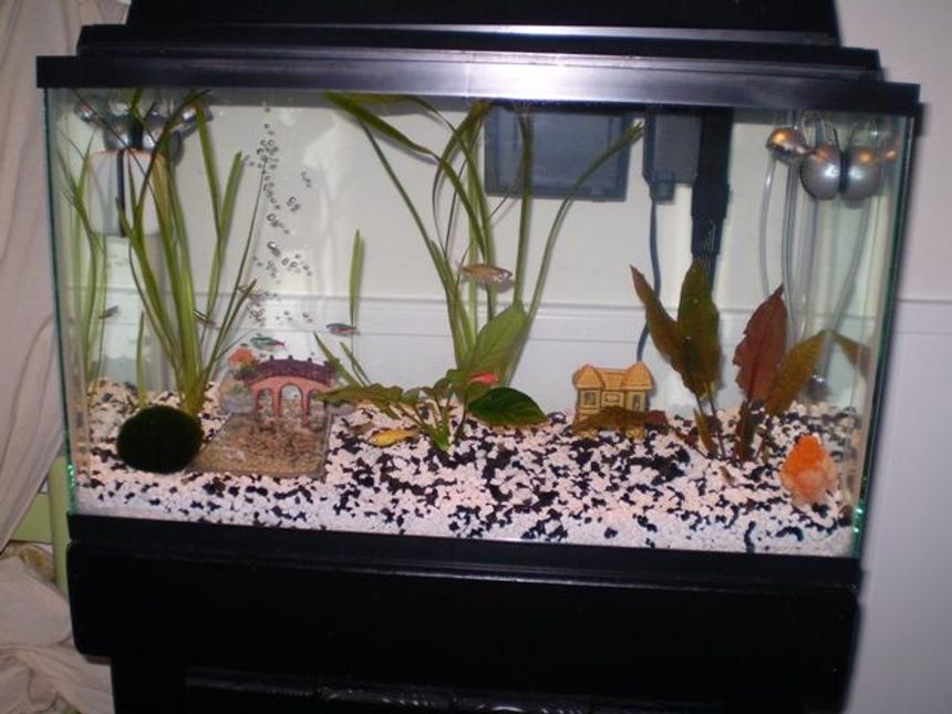 Rated #2200: 10 Gallons Planted Tank - Front view of tank.  Good shot of glo-fish zebra danios