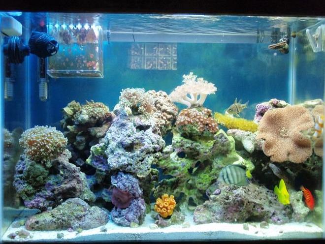 37 gallons reef tank (mostly live coral and fish) - Full tank shot updated. 5 1/2 months later