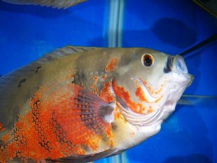 freshwater fish - astronotus ocellatus - tiger oscar stocking in 55 gallons tank - Tiger Oscar Yawning