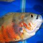 freshwater fish - astronotus ocellatus - tiger oscar stocking in 55 gallons tank - Tiger Oscar Yawning