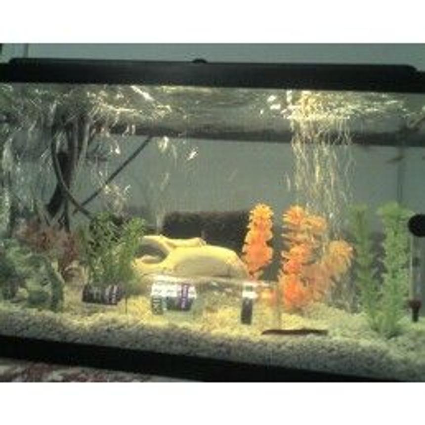 Rated #2211: 10 Gallons Planted Tank - a small hobby tank