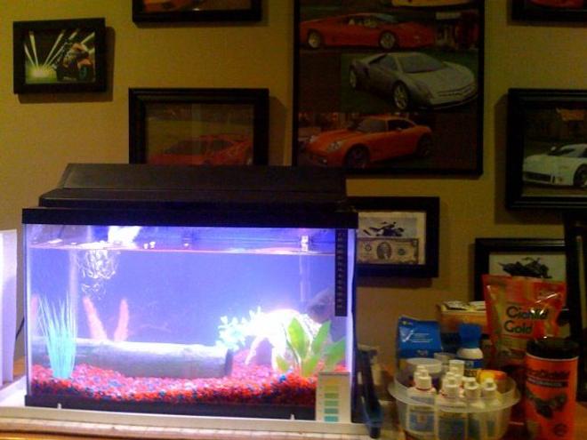 10 gallons freshwater fish tank (mostly fish and non-living decorations) - fish tank and all of my tank stuff to keep it maintained