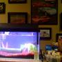 fish tank picture - fish tank and all of my tank stuff to keep it maintained