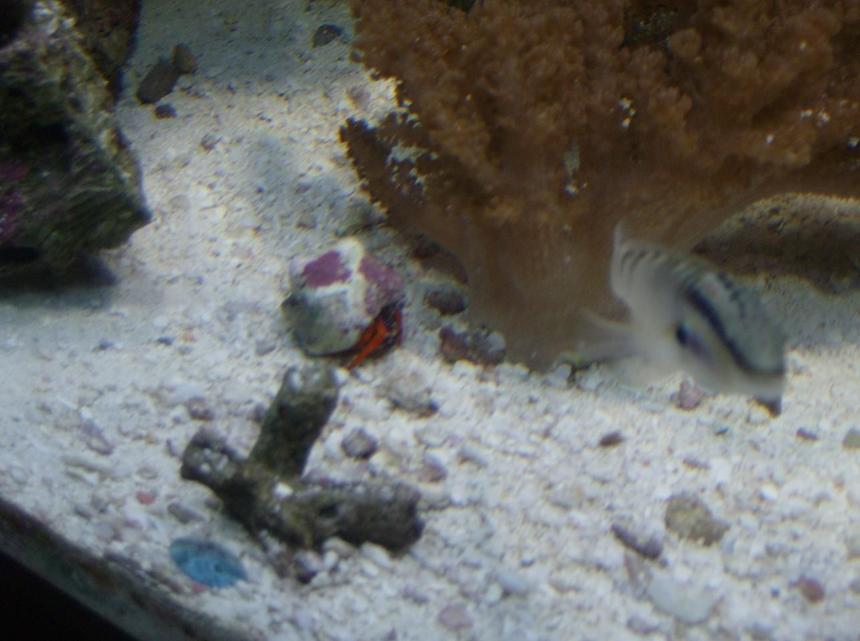 Rated #108: Corals Inverts - Paguristes Cadenati - Scarlet Reef Hermit Crab Stocking In 90 Gallons Tank - a hermit crab