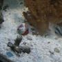 corals inverts - paguristes cadenati - scarlet reef hermit crab stocking in 90 gallons tank - a hermit crab