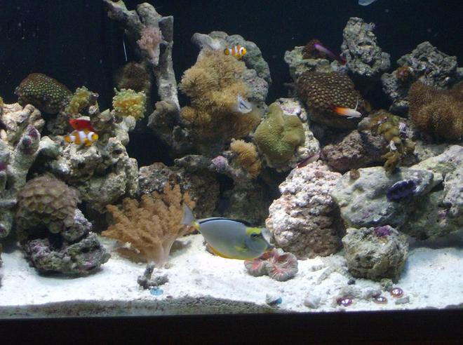saltwater fish - naso lituratus - naso tang stocking in 90 gallons tank - my naso & more