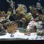 saltwater fish - naso lituratus - naso tang stocking in 90 gallons tank - my naso & more