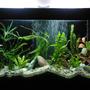85 gallons planted tank (mostly live plants and fish) - 120*40*70 light: (PLL 36W)*2 other equipments are all chinese