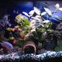 30 gallons freshwater fish tank (mostly fish and non-living decorations) - My tank