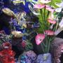 fish tank picture - My Tank 2