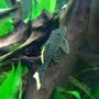 freshwater fish - baryancistrus sp. - gold nugget pleco (l-18) stocking in 166 gallons tank - Gold nugged pleco L-081