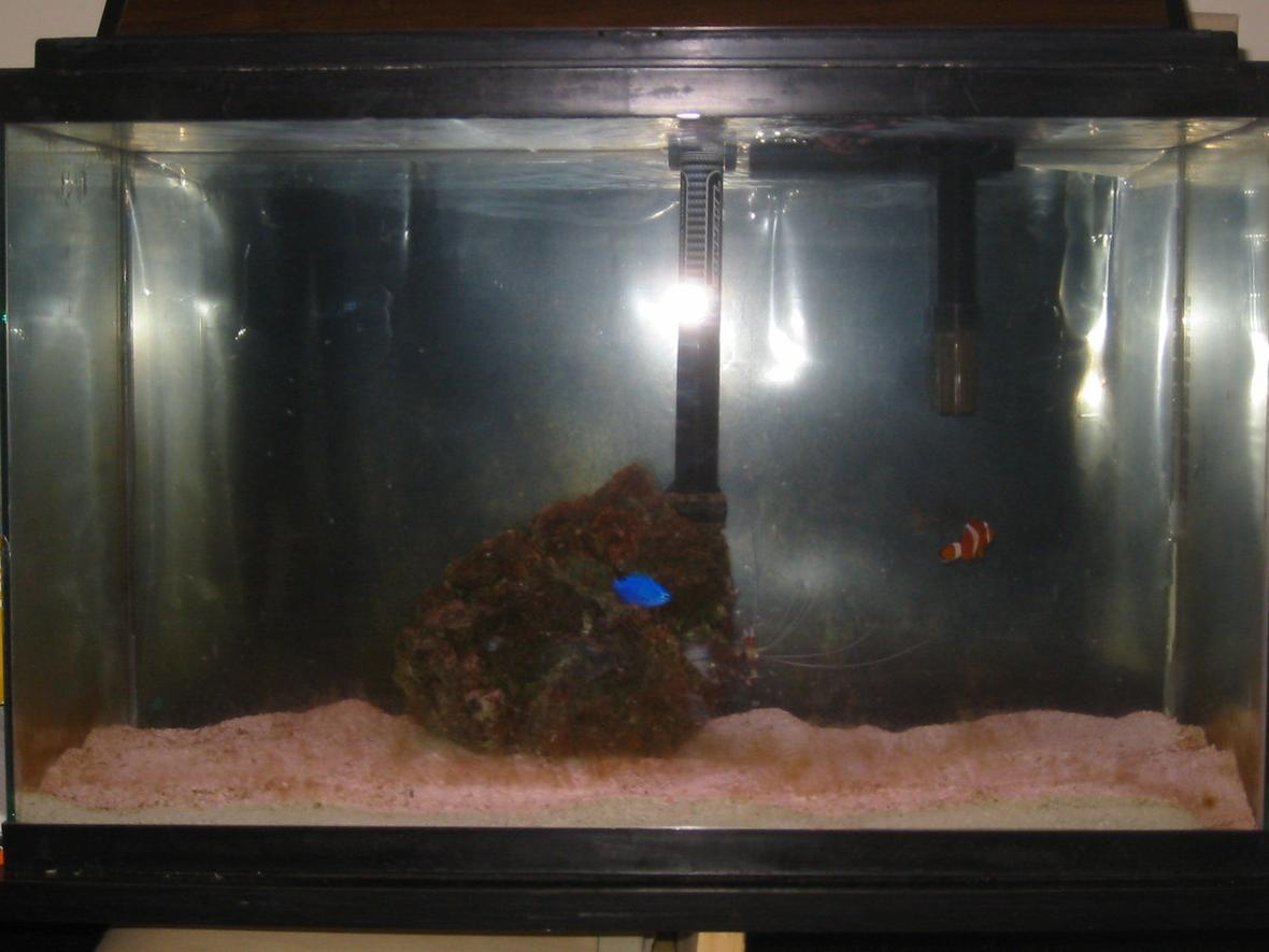 10 gallons saltwater fish tank (mostly fish, little/no live coral) - Updated saltwater tank Power Filter Thermo heater Stock Fluorescents 1 live rock with feather duster coral banded shrimp blue damsel true percula clown