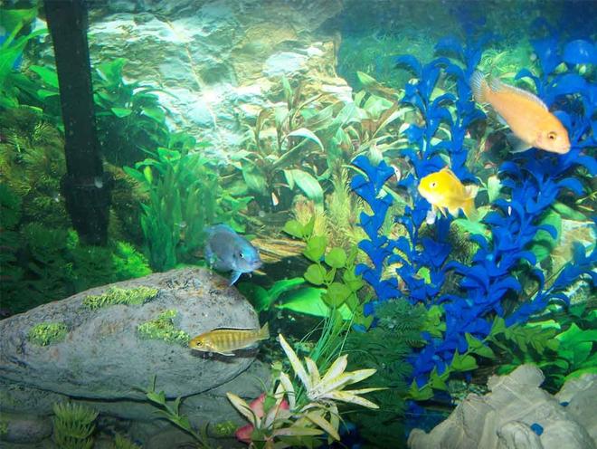 55 gallons freshwater fish tank (mostly fish and non-living decorations) - african cichlids, upclose