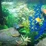 55 gallons freshwater fish tank (mostly fish and non-living decorations) - african cichlids, upclose