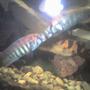freshwater fish - pundamilia nyererei - nyererei hap stocking in 60 gallons tank - This is a pic of my nyererei and the flameback fighting
