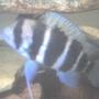 freshwater fish - cyphotilapia frontosa - frontosa cichlid stocking in 60 gallons tank - this is frank the frontosa