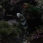 saltwater fish - echidna nebulosa - snowflake eel stocking in 29 gallons tank - Snowflake Eel