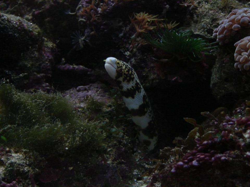 saltwater fish - echidna nebulosa - snowflake eel stocking in 29 gallons tank - Snowflake Eel