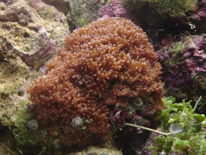 corals inverts - galaxea spp. - tooth coral stocking in 29 gallons tank - Galaxy